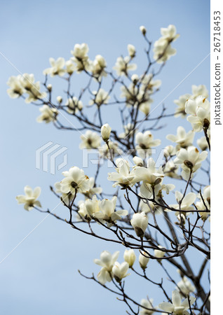 Kobushi flower (empty bag) Kobushi flower (empty bag) 26718453