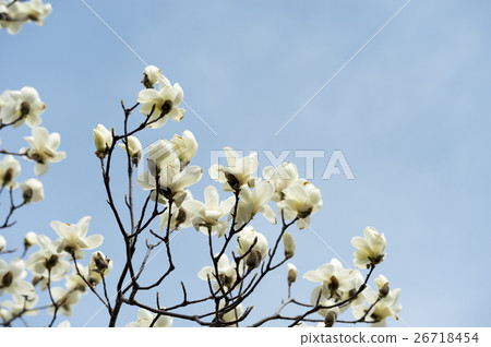 Kobushi花（空袋） 26718454