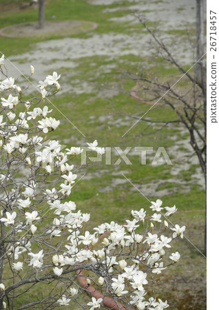 Kobushi flower Kobushi flower 26718457