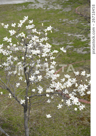 Kobushi花 Kobushi花 26718458