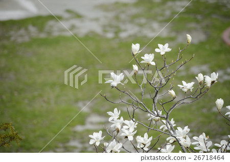 Kobushi flower 26718464