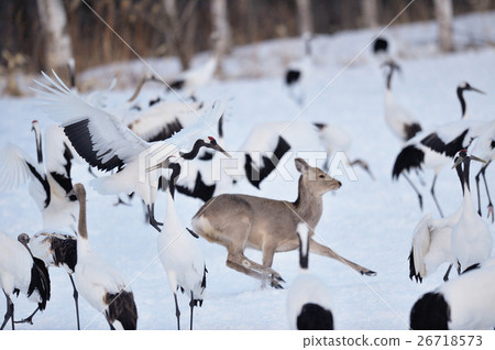 Ezoshika chased after a dumpling crane Ezoshika chased after a dumpling crane 26718573