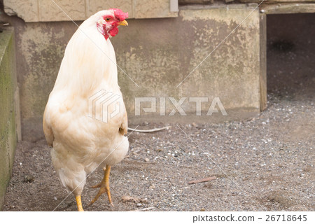 雞白色來亨雞 雞白色來亨雞 26718645