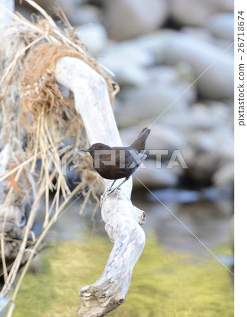 青蛙玻璃 26718674