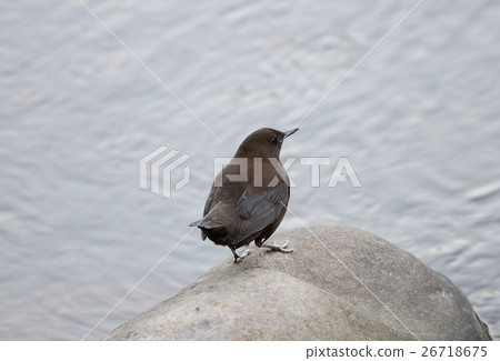 青蛙玻璃 26718675