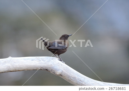 青蛙玻璃 青蛙玻璃 26718681