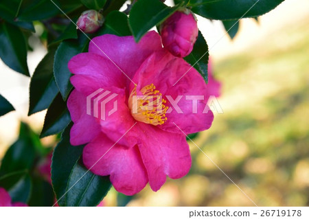 Sasanqua花 Sasanqua花 26719178