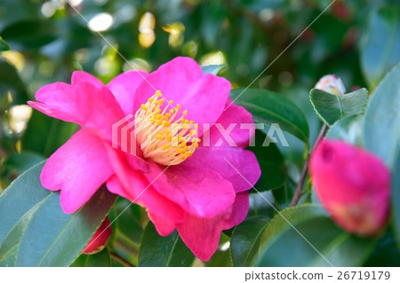 Sasanqua花 Sasanqua花 26719179
