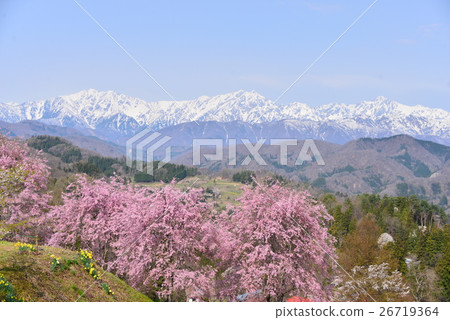 Red-bred drooping cherry blossoms at the corner and snowy Alps 26719364