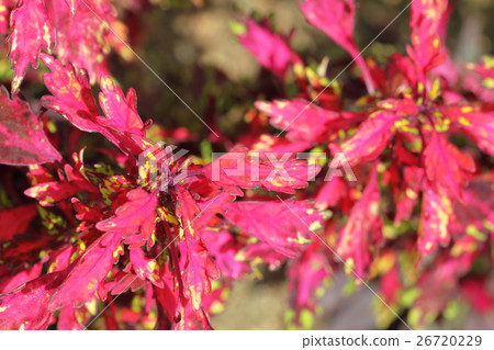 Mads Red Corius的年輕葉子 Mads Red Corius的年輕葉子 26720229