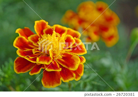 Marigold Marigold 26720381