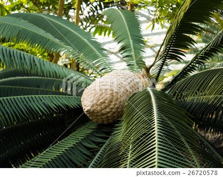 Dione Spinulusum Dione Spinulusum 26720578