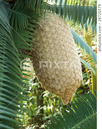 Dione Spinulusum Dione Spinulusum 26720579