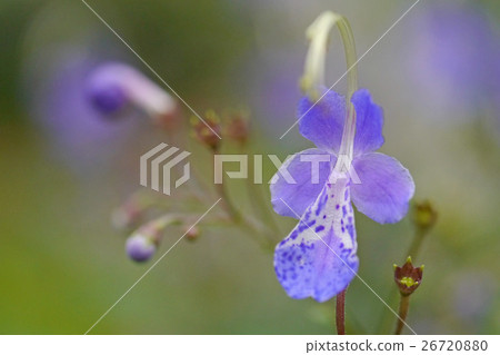 蕕 蕕 26720880