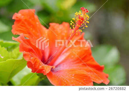 Hibiscus 26720882
