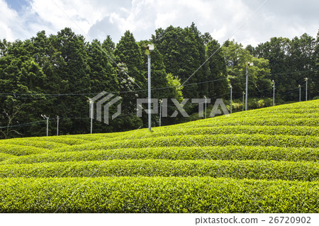 Tea plantation Tea plantation 26720902