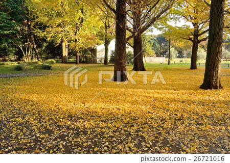 代代木公園的森林染成了秋天的顏色 26721016