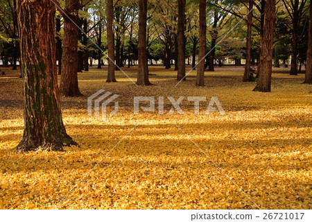 用黃色下落的葉子蓋的代代木公園森林 用黃色下落的葉子蓋的代代木公園森林 26721017