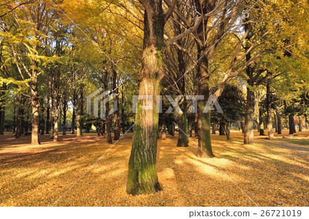 下午陽光插入的代代木公園 下午陽光插入的代代木公園 26721019