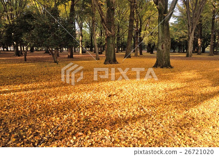 公園染成了秋天的顏色 公園染成了秋天的顏色 26721020