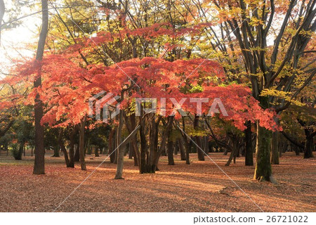 在下午太陽的紅色光亮的槭樹 在下午太陽的紅色光亮的槭樹 26721022