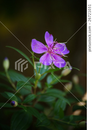 Little angel 26721031