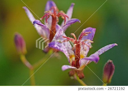 Taiwan Hototogisu Taiwan Hototogisu 26721192