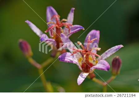 Taiwan Hototogisu Taiwan Hototogisu 26721194