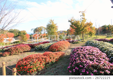 秋天公園新幾內亞Impachen花 26722225