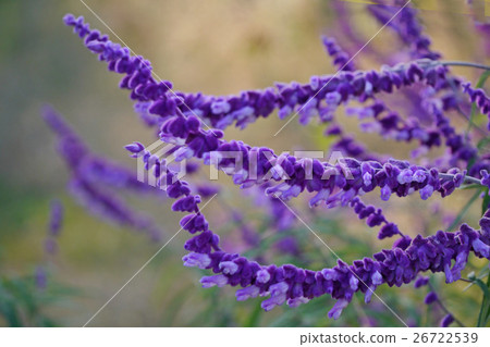 Amethyst Sage Amethyst Sage 26722539