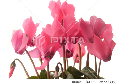 Cyclamen Cyclamen 26722540