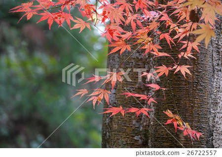 Momiji 26722557