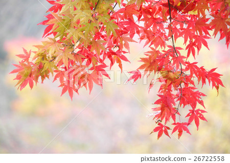 Momiji Momiji 26722558