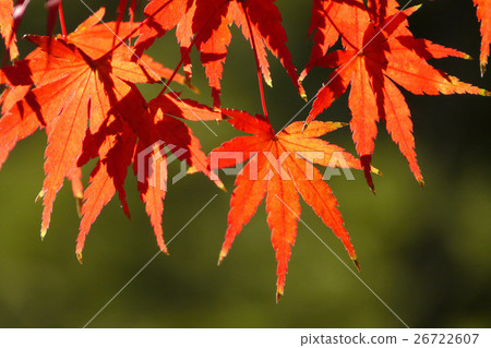 Momiji 26722607
