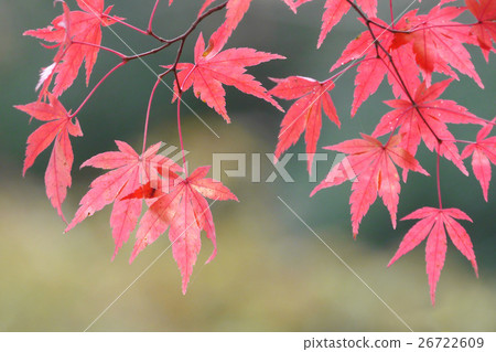 Momiji Momiji 26722609