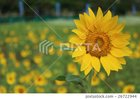 Taoyuan Daxi Flower Season Sunflower Sun Flower Taoyuan Daxi Flower Season Sunflower Sun Flower 26722944