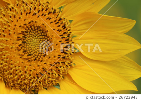Taoyuan Daxi Flower Season Sunflower Sun Flower Taoyuan Daxi Flower Season Sunflower Sun Flower 26722945