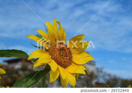 Taoyuan Daxi Flower Season Sunflower Sun Flower Taoyuan Daxi Flower Season Sunflower Sun Flower 26722949