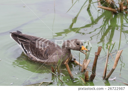 馬根(幼鳥) 馬根(幼鳥) 26722987