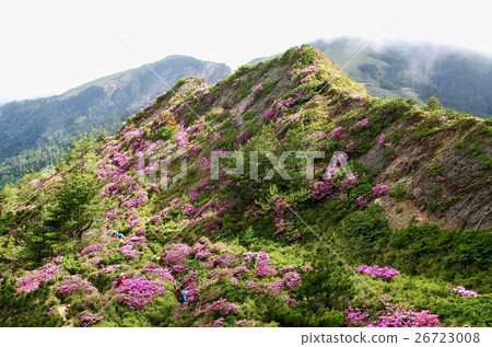 合歡山紅毛杜鵑 26723008