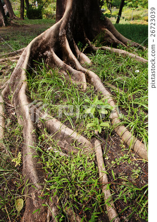 Tree roots 26723039