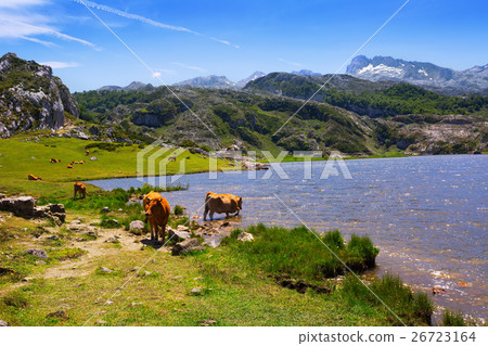 mountains landscape with lake and cows mountains landscape with lake and cows 26723164