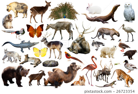 asia animals isolated asia animals isolated 26723354