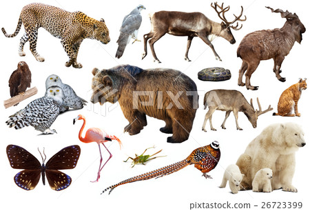 animal collection asia 26723399