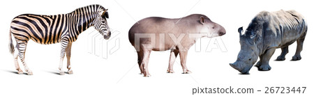 Set of Odd-toed ungulate animals 26723447