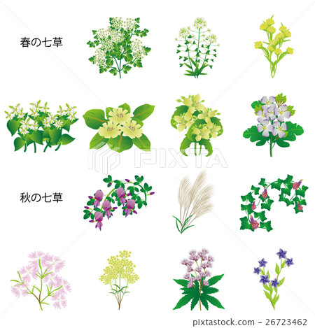 七種草藥 26723462