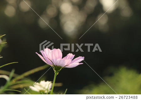 宇宙（感覺）部分。波斯菊花 26723488
