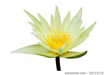 Water lily isolated on white background Water lily isolated on white background 26723578