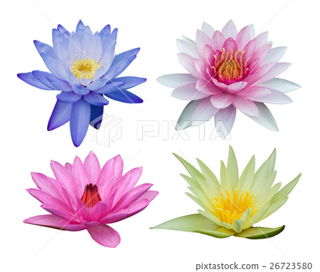 Water lily set isolated on white Water lily set isolated on white 26723580