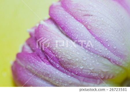 Water drops on a water lily Water drops on a water lily 26723581